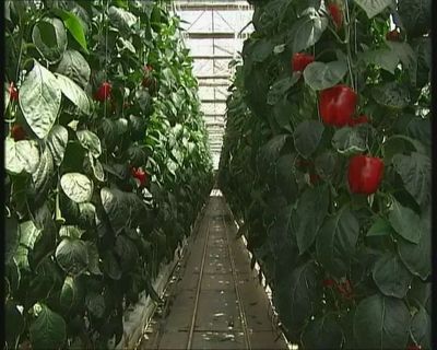 《首都經濟報道》 甜椒工廠產量翻番，北京蔬菜工廠化生產實現新突破