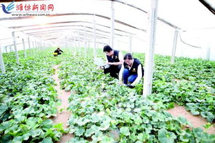 科技賦能，種植先行 以現代農業技術開發助推鄉村振興