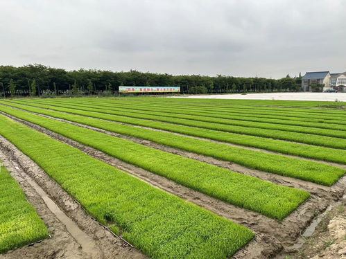 農(nóng)業(yè)社會化服務(wù) 破解“誰來種地、如何種好地”難題，驅(qū)動(dòng)種植技術(shù)革新