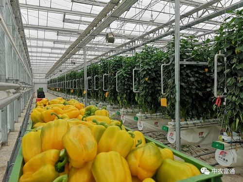 2020年第25周中農(nóng)富通要聞 聚焦農(nóng)業(yè)種植技術(shù)開發(fā)，引領(lǐng)智慧農(nóng)業(yè)新篇章